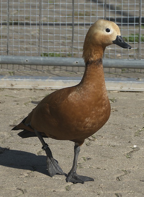 再度合作充