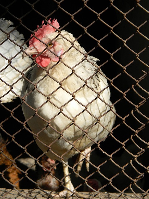 狠人！詹姆斯经纪人里奇保罗：若我提前知道，不会让浓眉换东契奇.